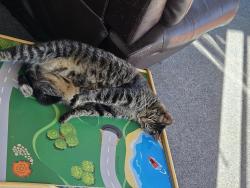 Reunited Male Cat last seen Near w bellwood place , Littleton, CO 80123