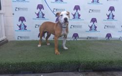 Shelter Stray Male Dog last seen , 2769 Conroy Rd, Orlando, FL 32839, USA