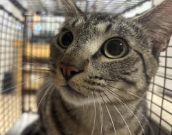 Shelter Stray Male Cat last seen , 957 N Gaffey St, San Pedro, CA 90731, USA