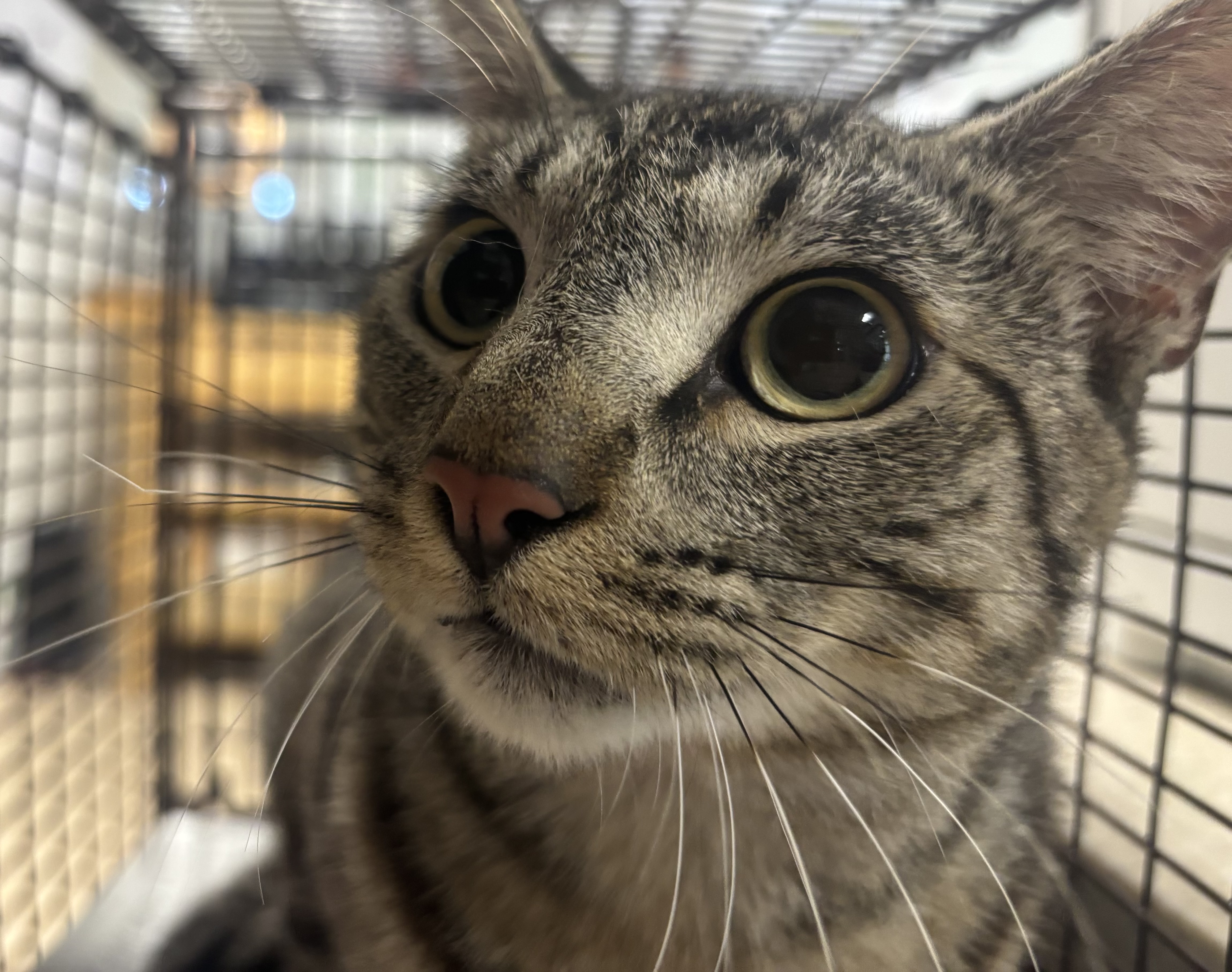 Shelter Stray Male Cat last seen , 957 N Gaffey St, San Pedro, CA 90731, USA