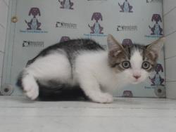 Shelter Stray Male Cat last seen , 2769 Conroy Rd, Orlando, FL 32839, USA
