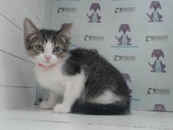 Shelter Stray Male Cat last seen , 2769 Conroy Rd, Orlando, FL 32839, USA