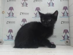 Shelter Stray Male Cat last seen , 2769 Conroy Rd, Orlando, FL 32839, USA