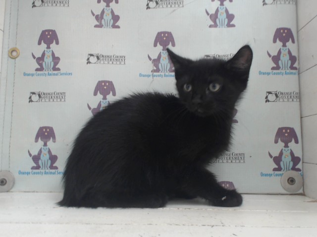 Shelter Stray Male Cat last seen , 2769 Conroy Rd, Orlando, FL 32839, USA