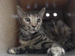 Shelter Stray Female Cat last seen , 2769 Conroy Rd, Orlando, FL 32839, USA