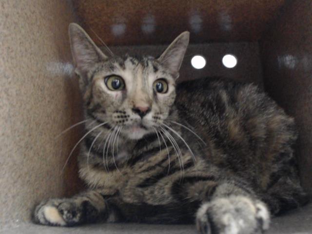 Shelter Stray Female Cat last seen , 2769 Conroy Rd, Orlando, FL 32839, USA