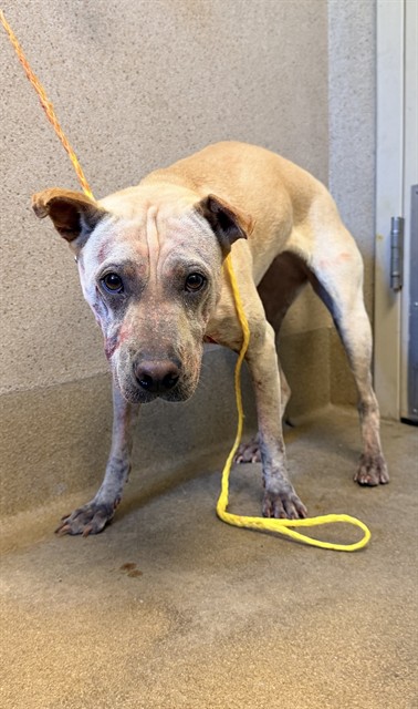 Shelter Stray Female Dog last seen GOLD LEAF WAY/AUTUMNWOOD DR, 95826, 3839 Bradshaw Rd, Sacramento, CA 95827, USA