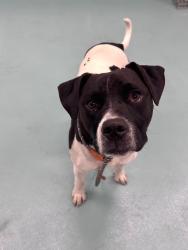 Shelter Stray Male Dog last seen HESPERIAN BLVD/INDUSTRIAL BLVD, 16 Barnes Ct, Hayward, CA 94544, USA