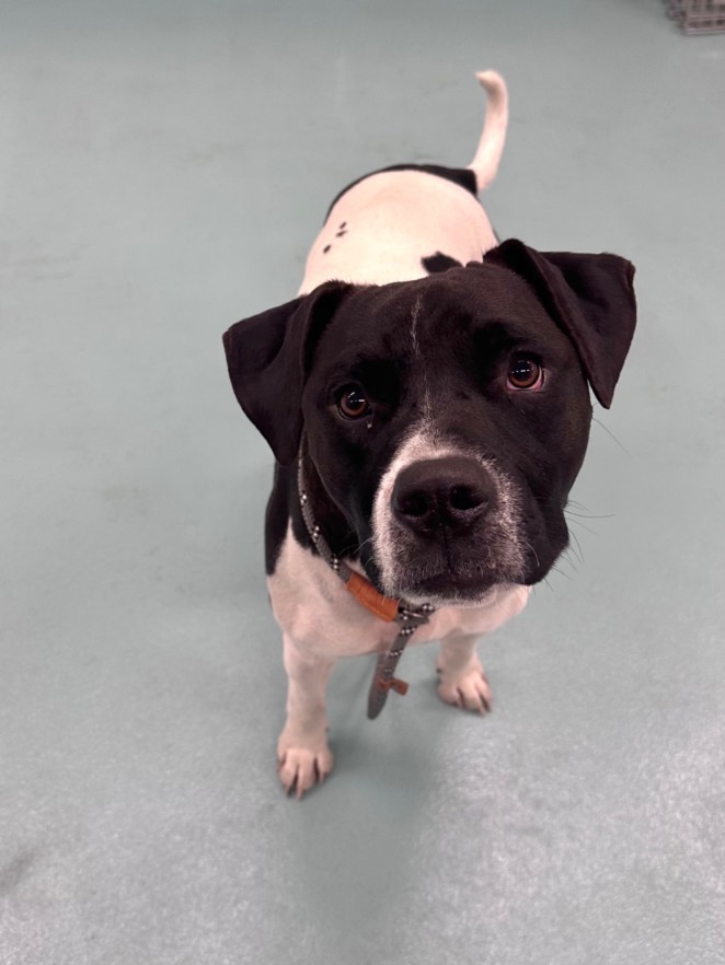 Shelter Stray Male Dog last seen HESPERIAN BLVD/INDUSTRIAL BLVD, 16 Barnes Ct, Hayward, CA 94544, USA