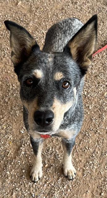 Shelter Stray Female Dog last seen , 4000 N Silverbell Rd, Tucson, AZ 85745, USA
