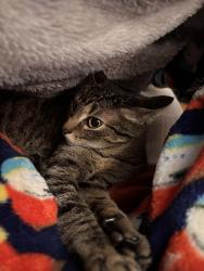 Lost Female Cat last seen Rue rousselot - villaray, Montréal, QC H2E 1Z2