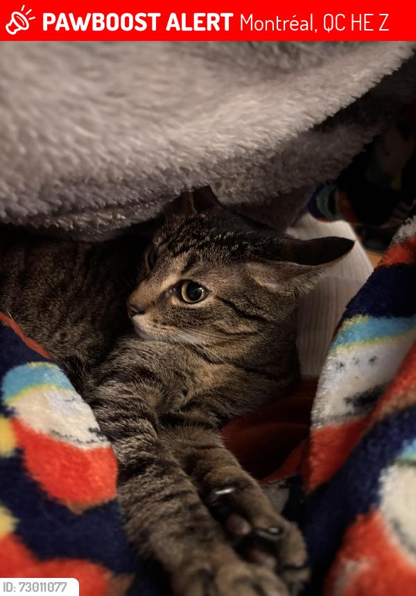 Lost Female Cat last seen Rue rousselot - villaray, Montréal, QC H2E 1Z2