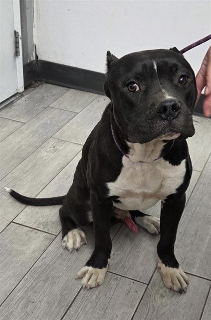 Shelter Stray Male Dog last seen Near BLOCK N THIRD ST, INYOKERN CA 93527, 14891 CA-178, Lake Isabella, CA 93240, USA