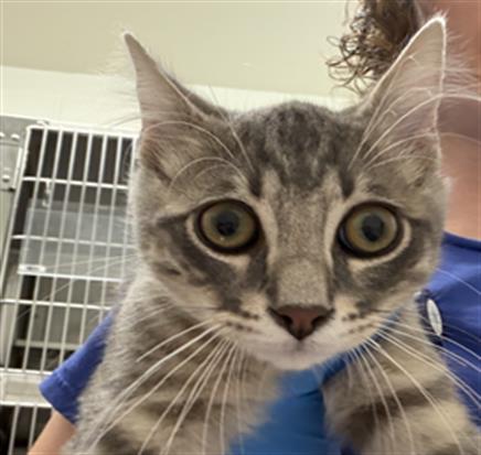 Shelter Stray Male Cat last seen MACE ST, 130 Beyer Way, Chula Vista, CA 91911, USA