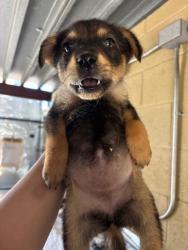 Shelter Stray Female Dog last seen Near BLK LOTUS LN, BAKERSFIELD CA, 201 S Mt Vernon Ave, Bakersfield, CA 93307, USA