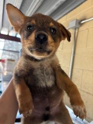 Shelter Stray Male Dog last seen Near BLK LOTUS LN, BAKERSFIELD CA, 201 S Mt Vernon Ave, Bakersfield, CA 93307, USA