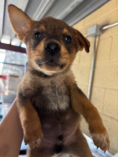 Shelter Stray Male Dog last seen Near BLK LOTUS LN, BAKERSFIELD CA, 201 S Mt Vernon Ave, Bakersfield, CA 93307, USA