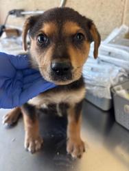 Shelter Stray Male Dog last seen Near BLK LOTUS LN, BAKERSFIELD CA, 201 S Mt Vernon Ave, Bakersfield, CA 93307, USA