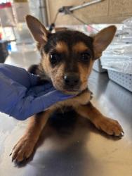 Shelter Stray Male Dog last seen Near BLK LOTUS LN, BAKERSFIELD CA, 201 S Mt Vernon Ave, Bakersfield, CA 93307, USA