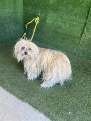 Shelter Stray Female Dog last seen , 5210 W Ave I, Lancaster, CA 93536, USA