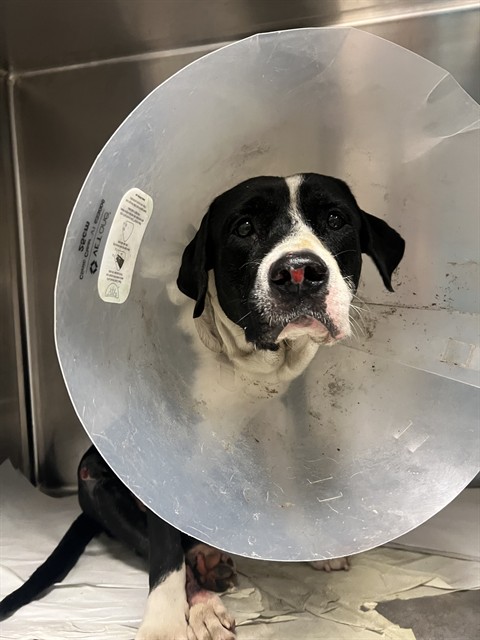 Shelter Stray Male Dog last seen Near BLOCK NW 12TH AVE, 3599 NW 79th Ave, Doral, FL 33122, USA