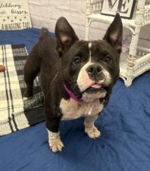 Shelter Stray Female Dog last seen Near BLOCK VAUGHAN ST, DETROIT, MI 48228, 7401 Chrysler Dr, Detroit, MI 48211, USA