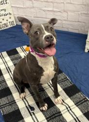 Shelter Stray Female Dog last seen Near BLOCK MEMORIAL ST, DETROIT, MI 48227, 7401 Chrysler Dr, Detroit, MI 48211, USA