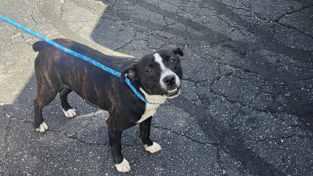 Shelter Stray Female Dog last seen Near BLOCK W EUCLID ST, DETROIT, MI 48206, 7401 Chrysler Dr, Detroit, MI 48211, USA