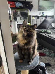 Reunited Female Cat last seen Dwyer Ct, San Jose, CA 95120, USA, San Jose, CA 95120