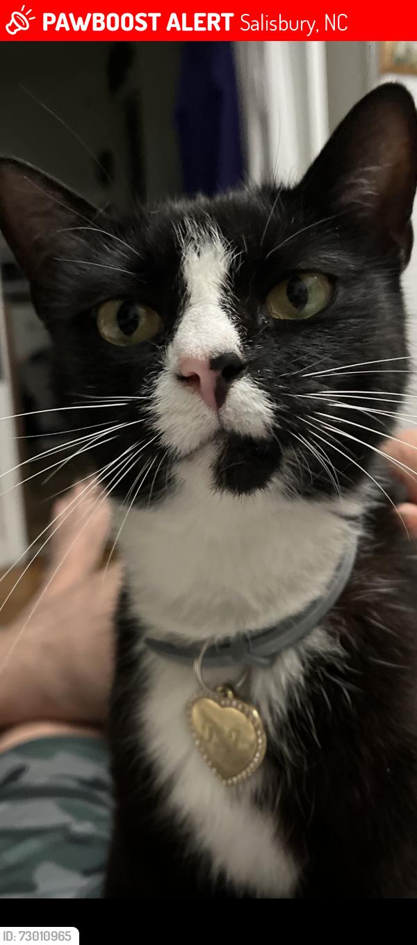 Lost Female Cat last seen Waggoner Rd. and Innes St. at Milford Hills Christian School. , Salisbury, NC 28144