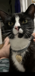Lost Female Cat last seen Waggoner Rd. and Innes St. at Milford Hills Christian School. , Salisbury, NC 28144