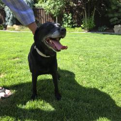 Found/Stray Female Dog last seen McMillan, Meridian, ID 83646