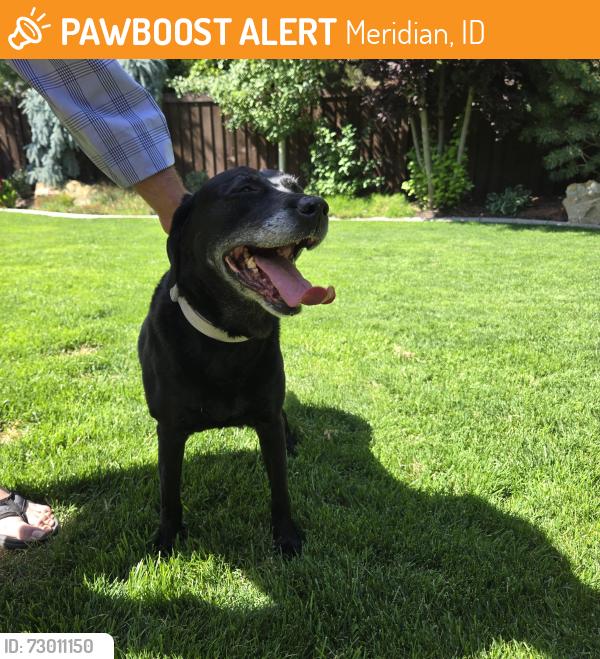 Found/Stray Female Dog last seen McMillan, Meridian, ID 83646