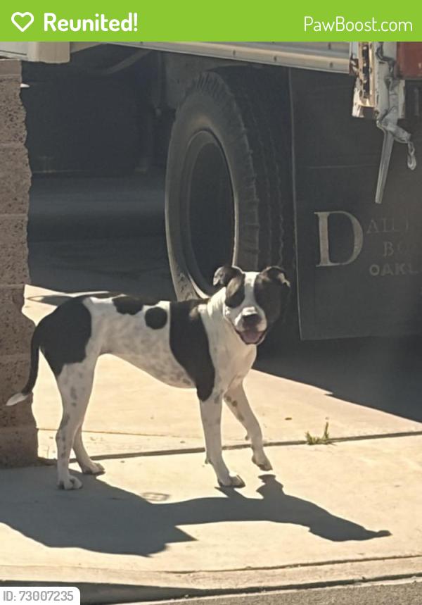 Reunited Unknown Dog last seen Near W Gowan Rd Las Vegas, NV 89108 United States, Las Vegas, NV 89108