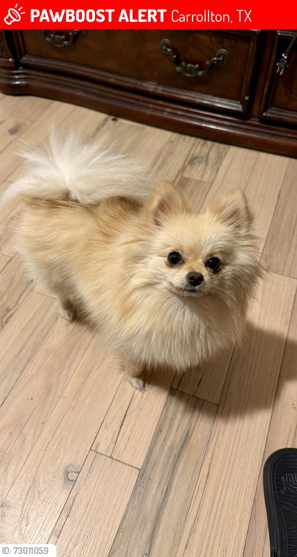 Lost Female Dog last seen Fue extraviada en el área de carollton texas, Carrollton, TX 75006