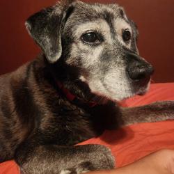 Reunited Female Dog last seen Grain Valley, MO, USA, Grain Valley, MO 64029