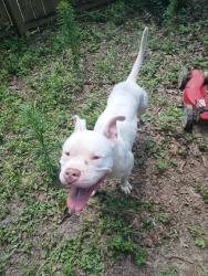 Found/Stray Male Dog last seen TallulahTrail/Lake Point, Warner Robins, GA 31095