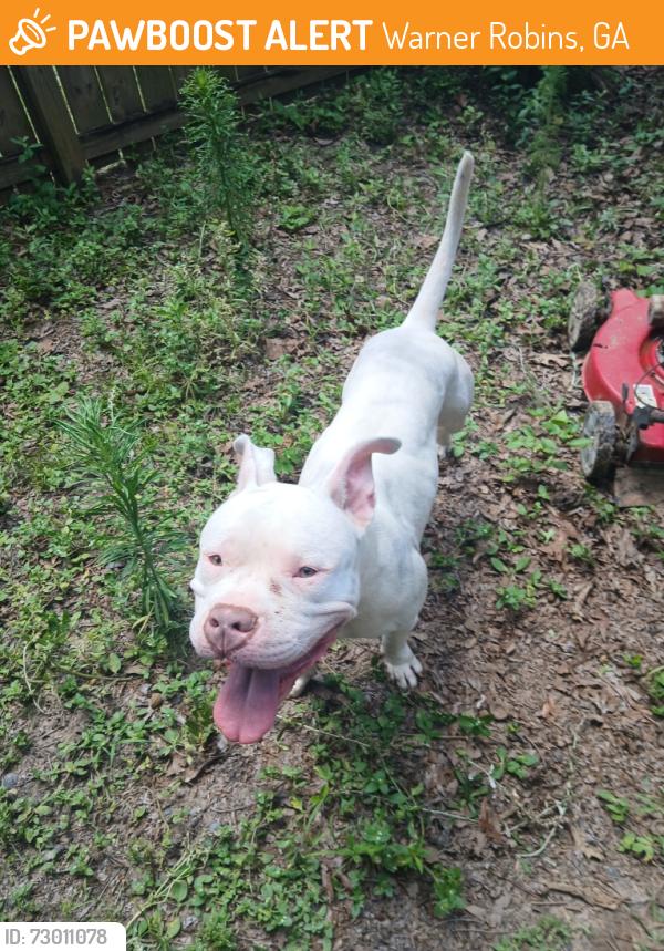 Found/Stray Male Dog last seen TallulahTrail/Lake Point, Warner Robins, GA 31095