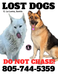 Reunited Female Dog last seen E La Loma, Ventura County, CA 93066