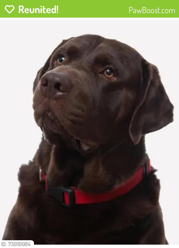 Reunited Male Dog last seen Bird and 84 avenue, Olympia Heights, FL 33155