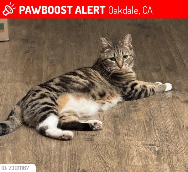 Lost Female Cat last seen Highway 108, Oakdale, CA 95361