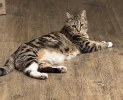 Lost Female Cat last seen Highway 108, Oakdale, CA 95361