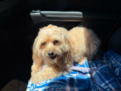 Found/Stray Female Dog last seen Colfax/Collins, Los Angeles, CA 91601