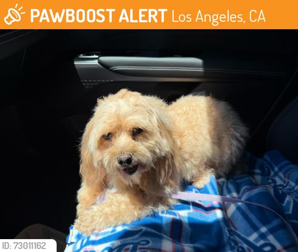 Found/Stray Female Dog last seen Colfax/Collins, Los Angeles, CA 91601