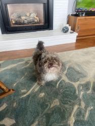 Reunited Male Dog last seen Tacoma Mall, Tacoma, WA 98409