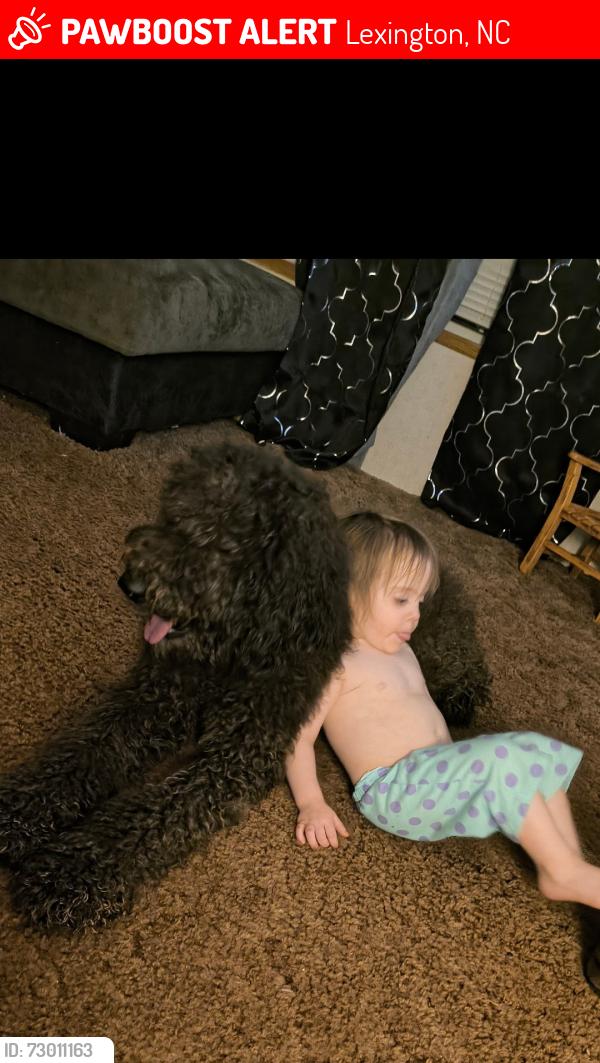 Lost Female Dog last seen Kindley road/misty drive, Lexington, NC 27292