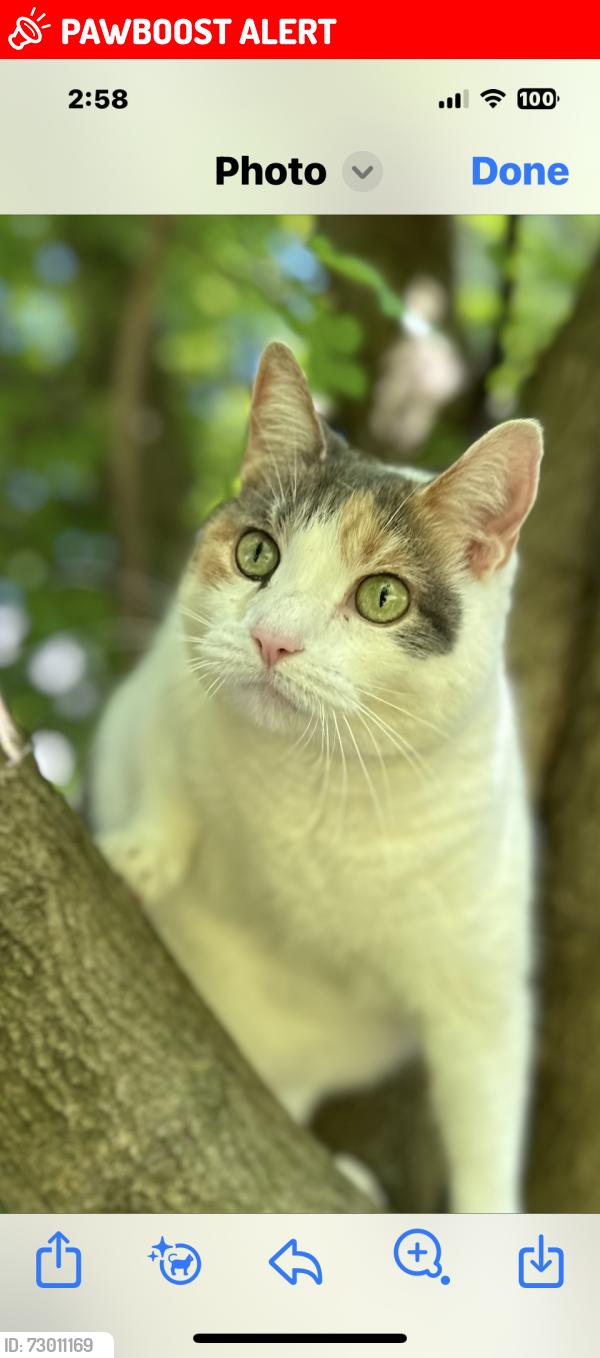 Lost Female Cat last seen Nottingham way , Hamilton Township, NJ 08690