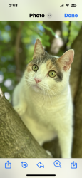 Lost Female Cat last seen Nottingham way , Hamilton Township, NJ 08690