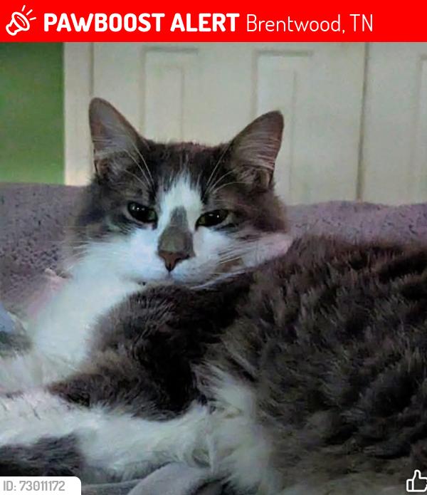 Lost Male Cat last seen Crockett road and wilson pike, Brentwood, TN 37027
