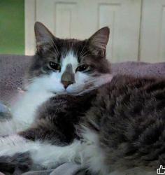 Lost Male Cat last seen Crockett road and wilson pike, Brentwood, TN 37027